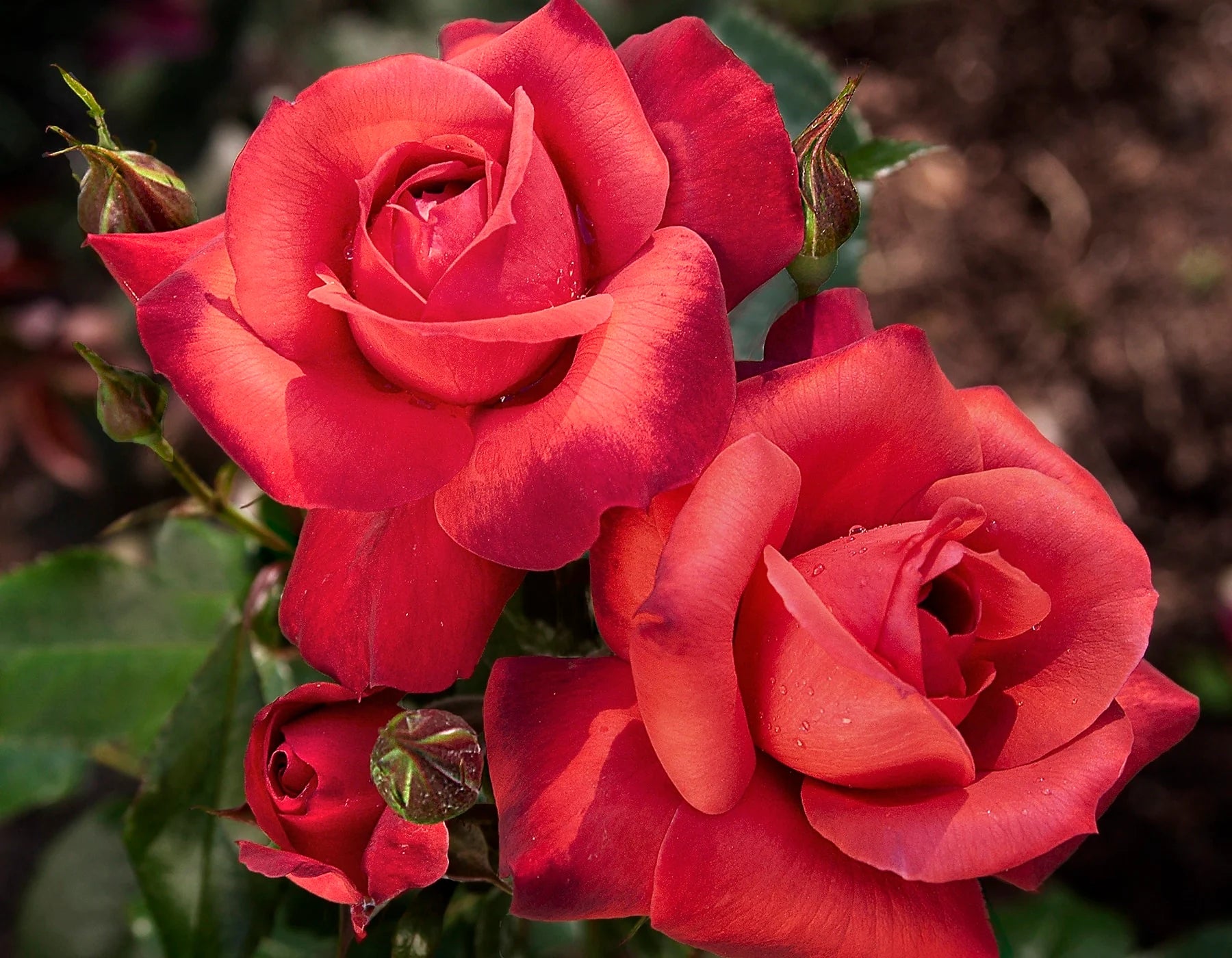 Hot Cocoa™ Rose on Fortuniana Rootstock