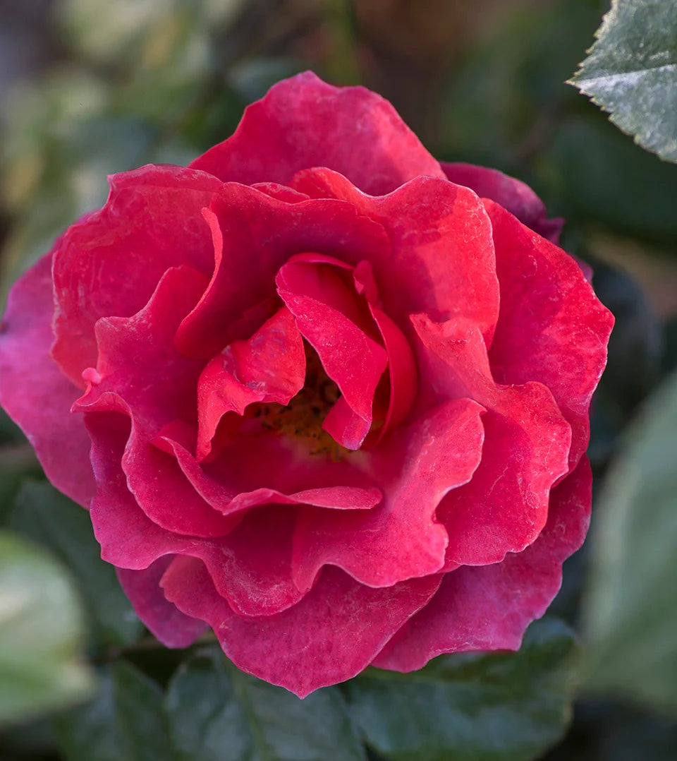 Hot Cocoa™ Rose on Fortuniana Rootstock