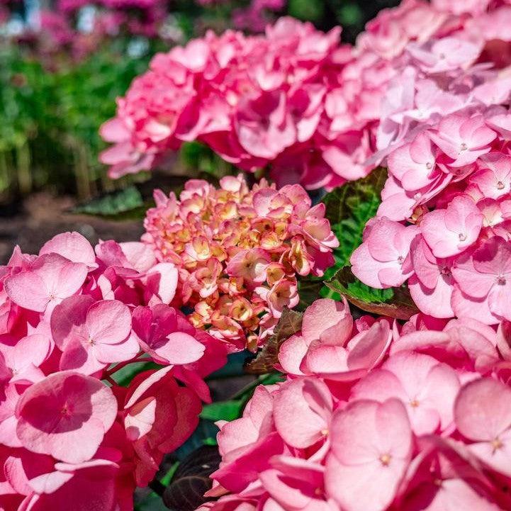 Hydrangea macrophylla 'Soul Mate'  - Bloomin' Easy® Soul Mate™ Hydrangea