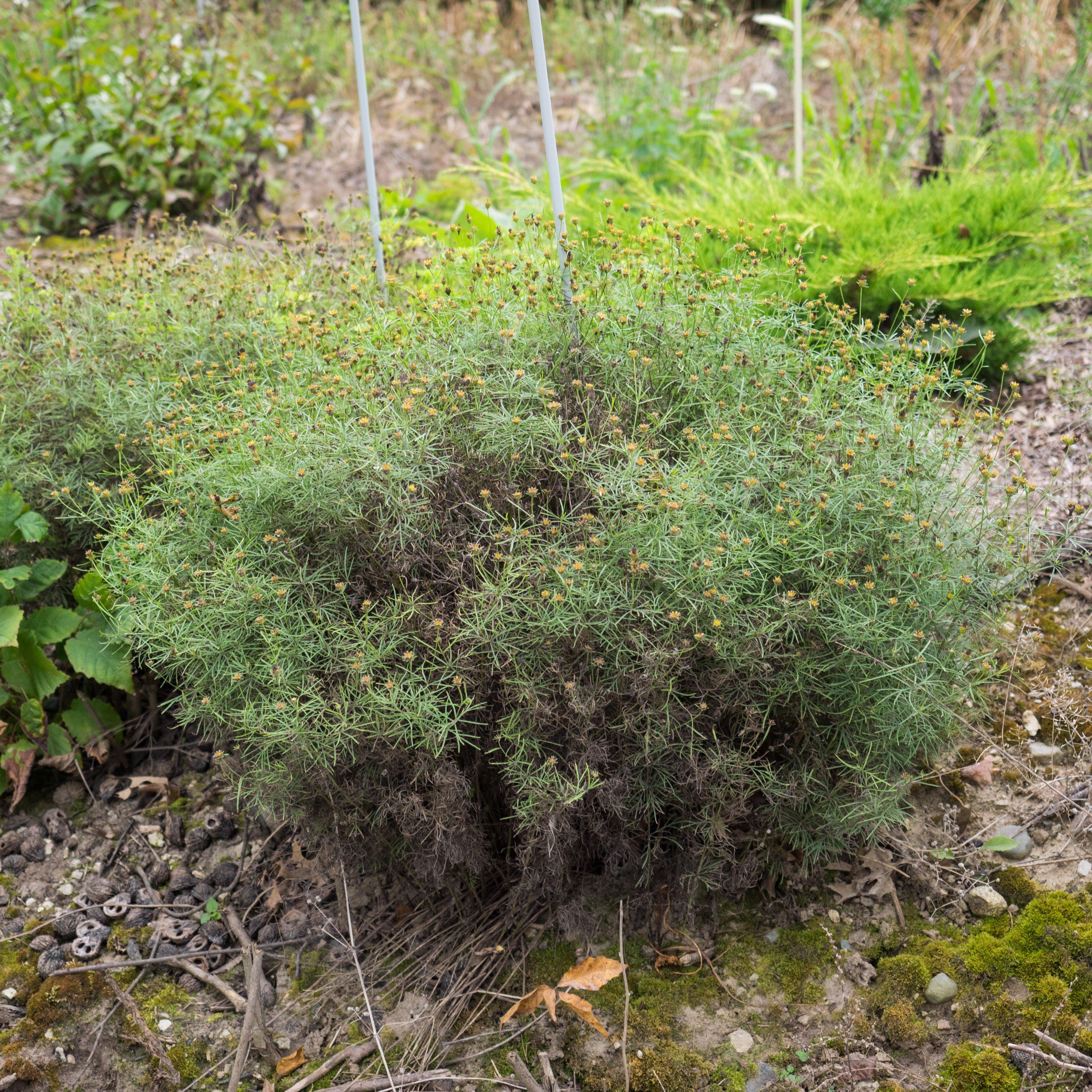 Coreopsis verticillata 'Moonbeam'  - Moonbeam Threadleaf Coreopsis