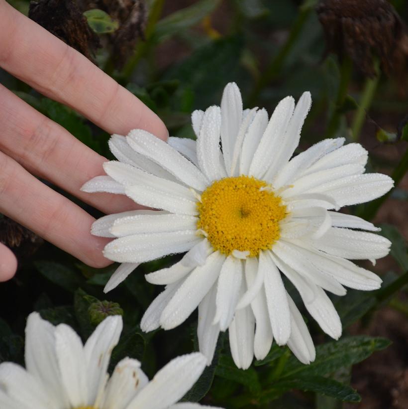 Leucanthemum x superbum 'Spoonful of Sugar'  - Spoonful of Sugar Shasta Daisy