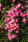 Pink Picnic™ Rose on Fortuniana Rootstock