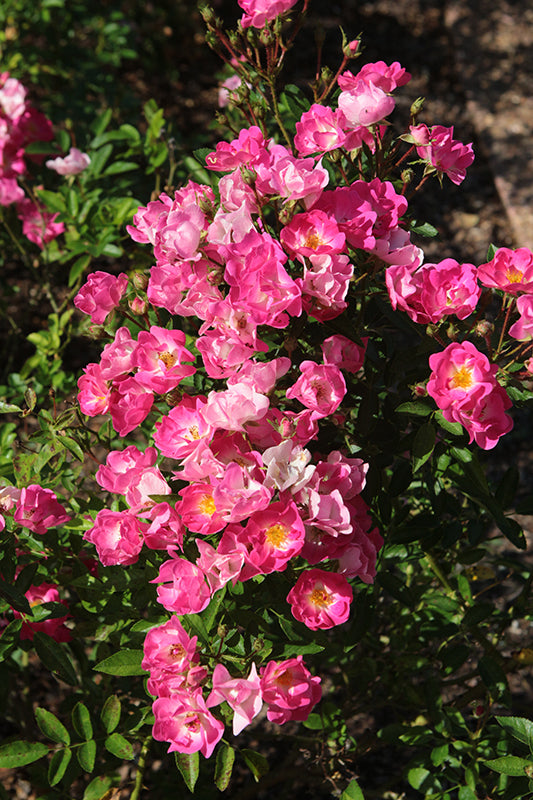 Pink Picnic™ Rose on Fortuniana Rootstock