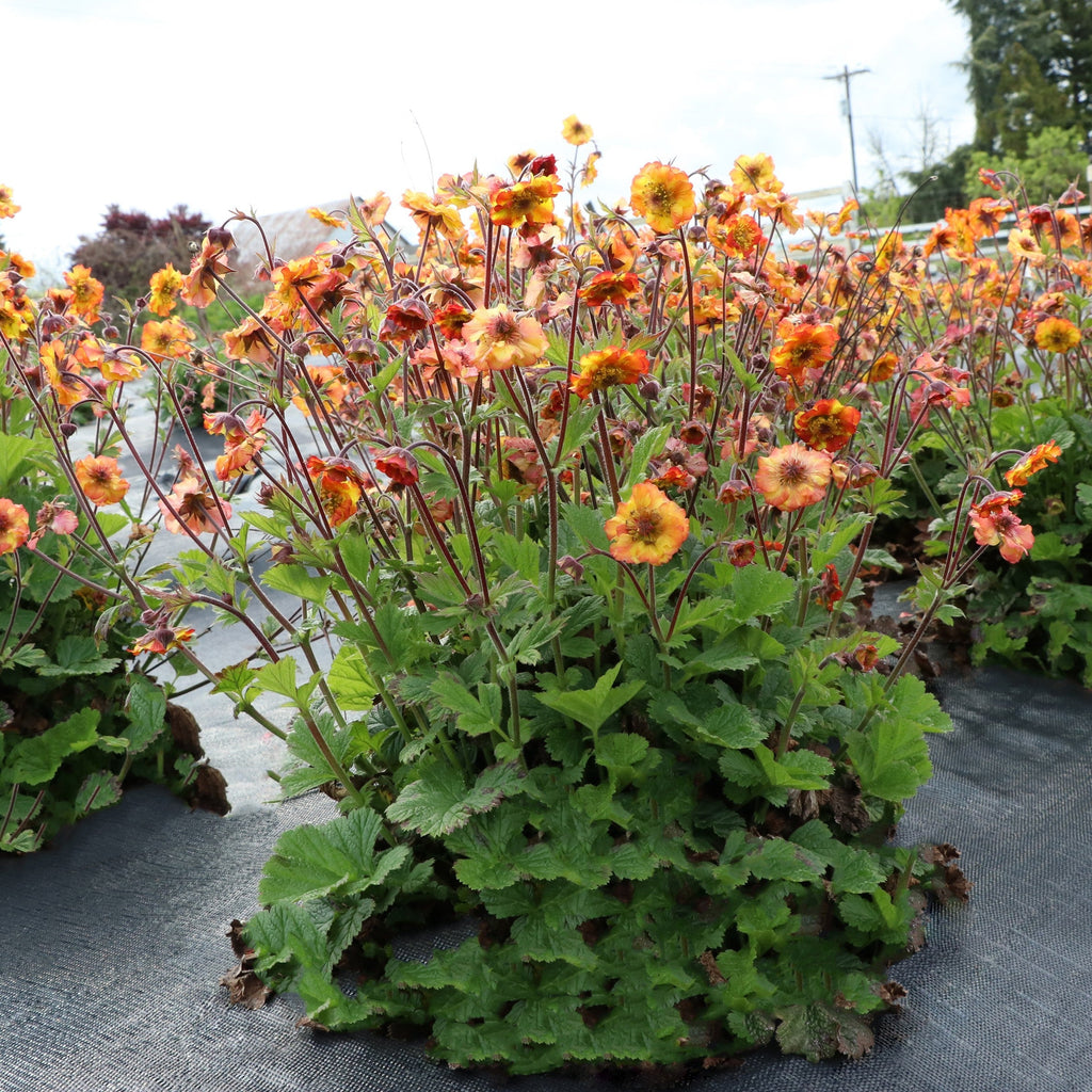 Geum x 'Fiesta'  - Tempo™ Fiesta Avens