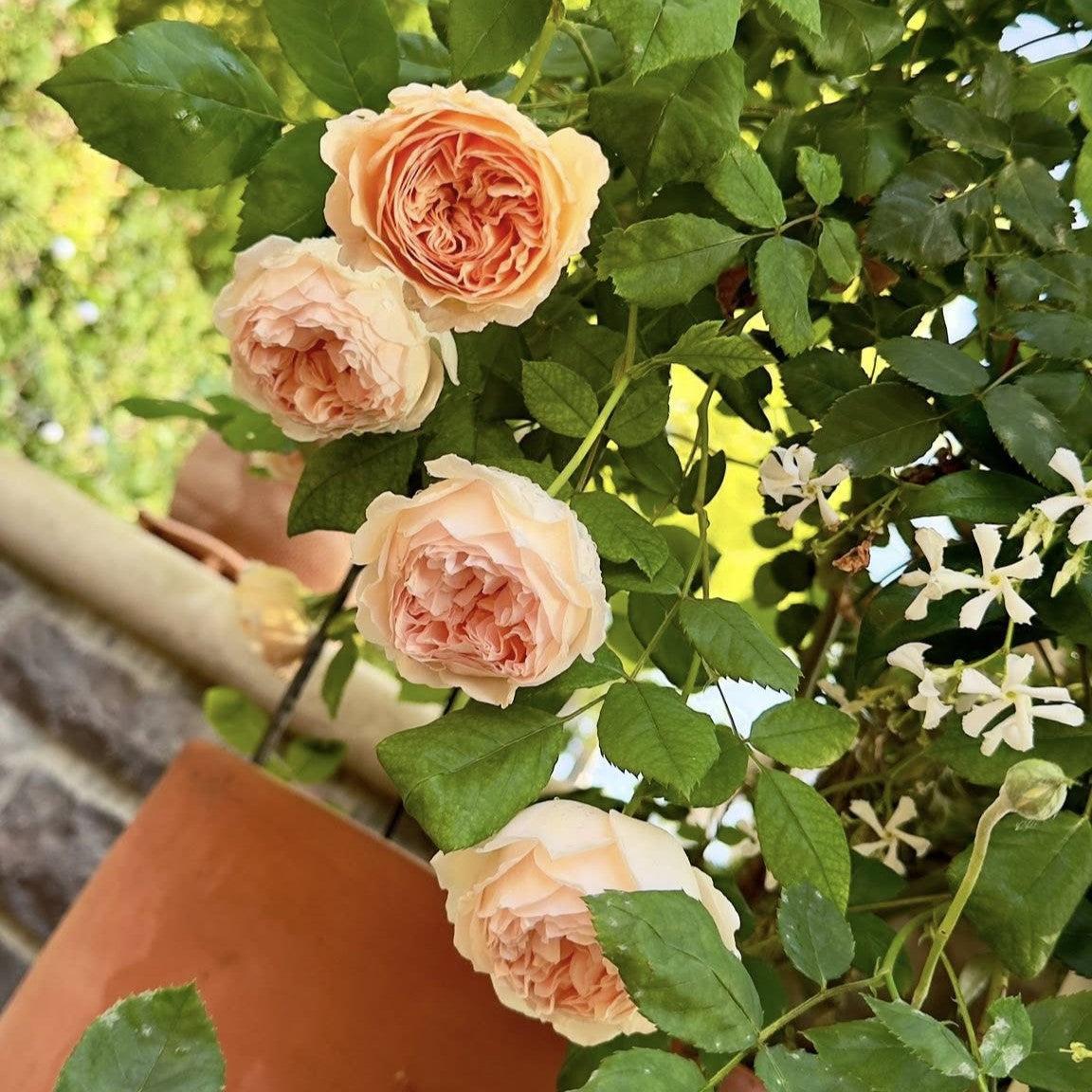 Rosa 'Auswinter'  - Crown Princess Margareta® Rose