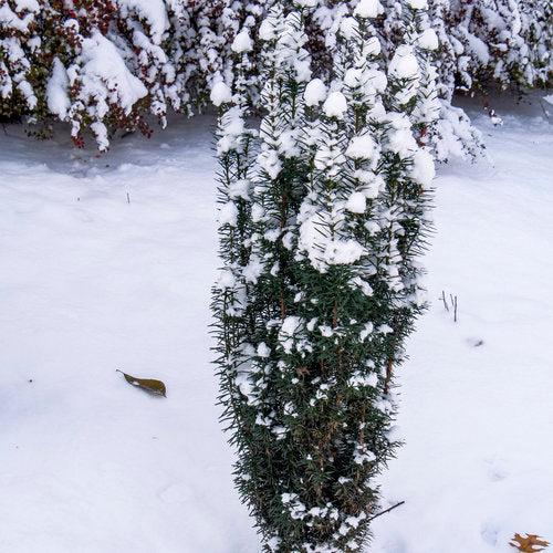 Taxus x media 'SMNTHDPF'  - Stonehenge Skinny® Yew