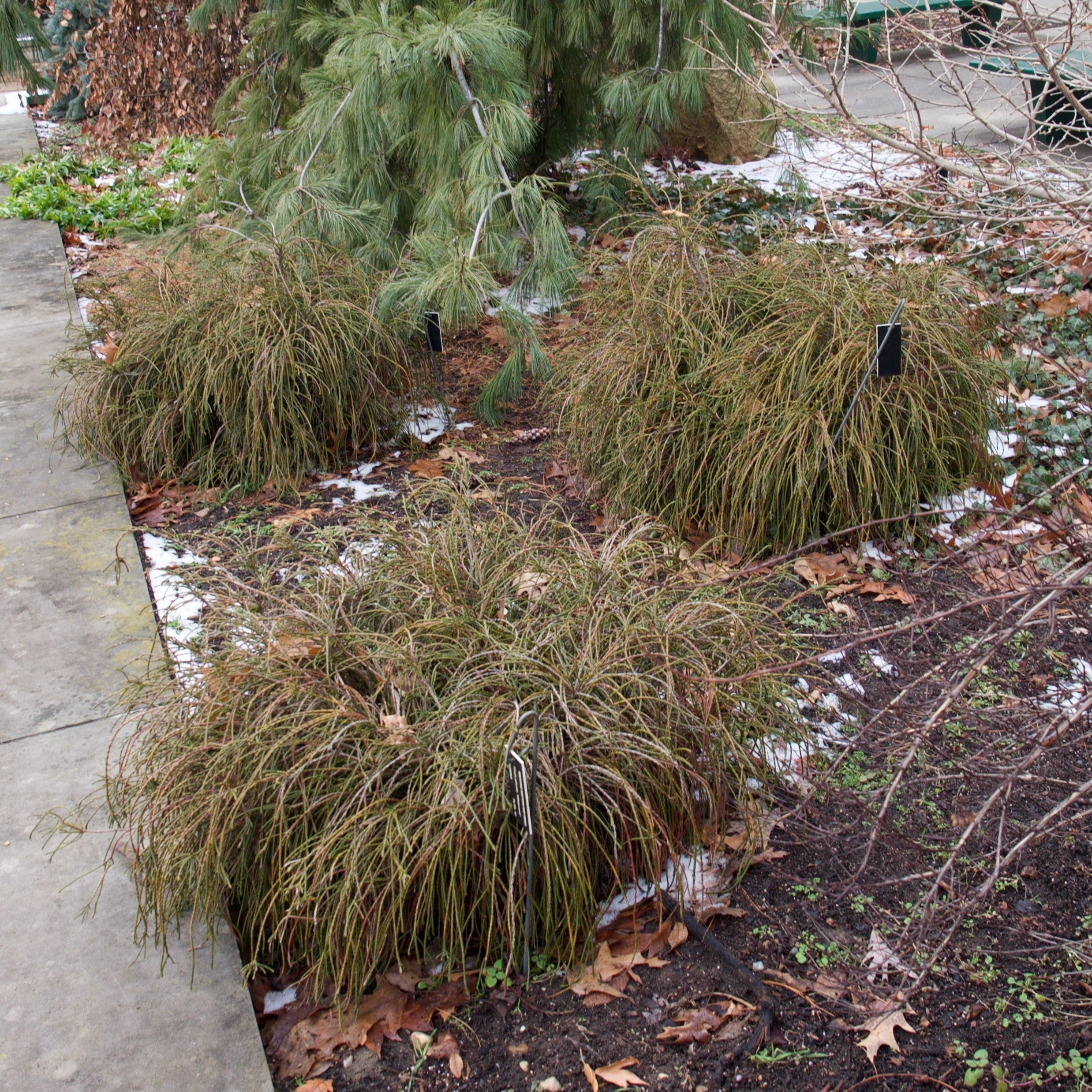 Thuja plicata 'Whipcord'  - Whipcord Red Cedar