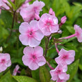 Phlox paniculata 'Volcano Soft Pink with Dark Eye'  - Volcano® Soft Pink with Dark Eye Phlox