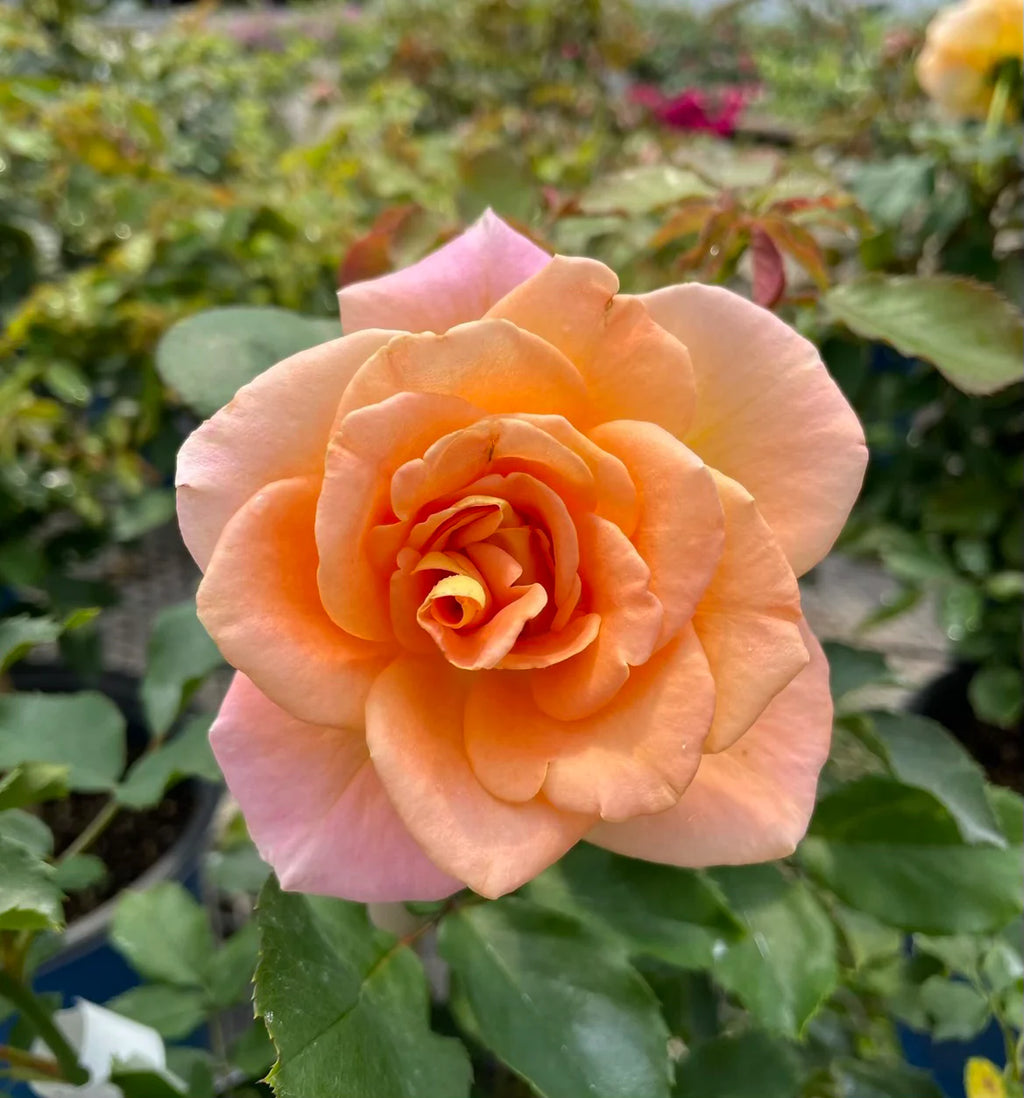Flo Nelson™ Rose on Fortuniana Rootstock