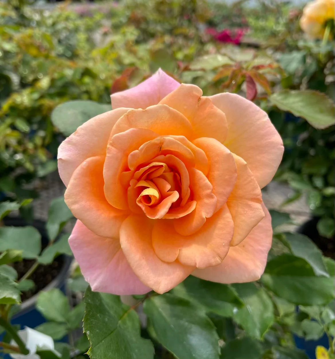 Flo Nelson™ Rose on Fortuniana Rootstock