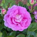7 Gallon Arctic Blue™ Standard Tree Rose on Fortuniana Rootstock