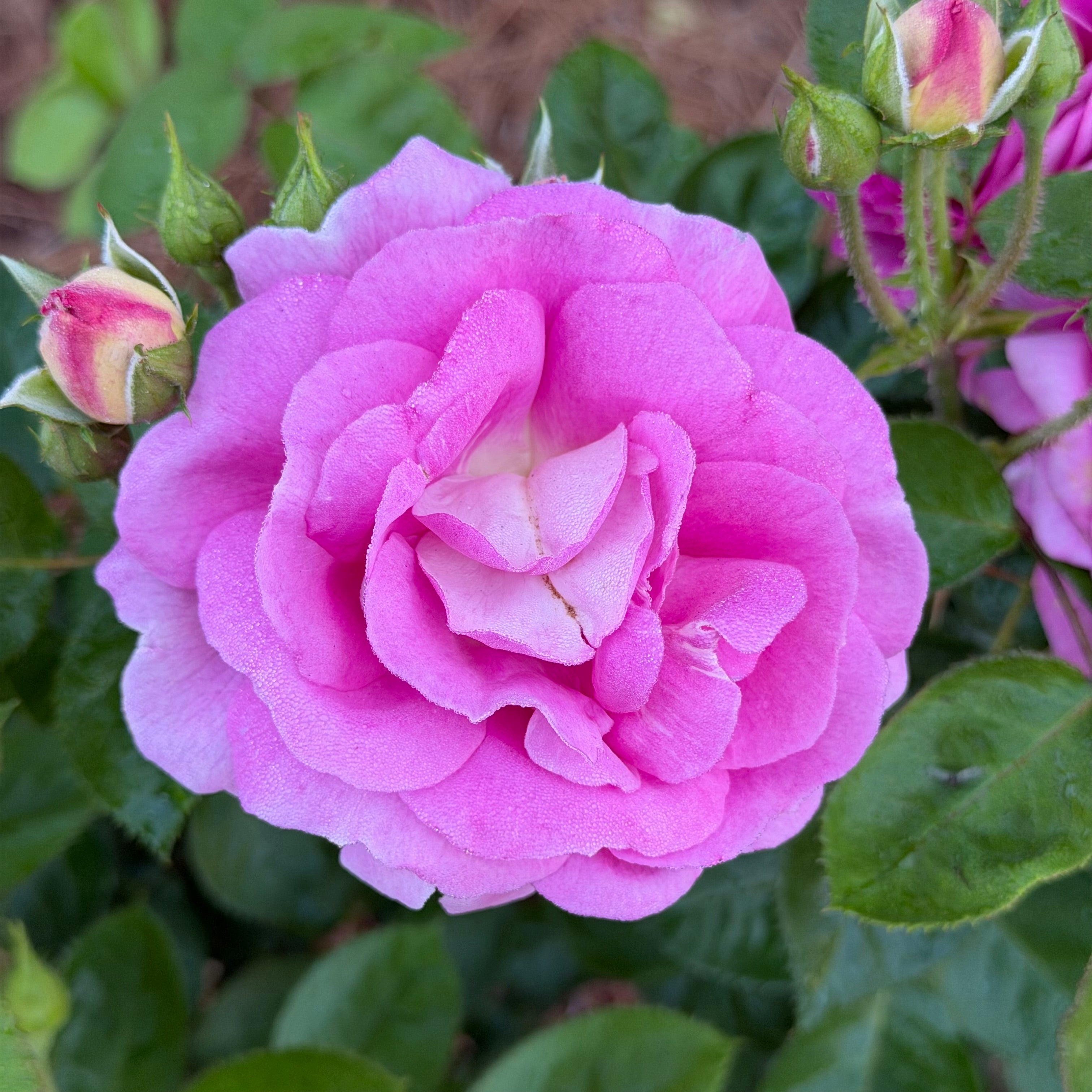 7 Gallon Arctic Blue™ Standard Tree Rose on Fortuniana Rootstock