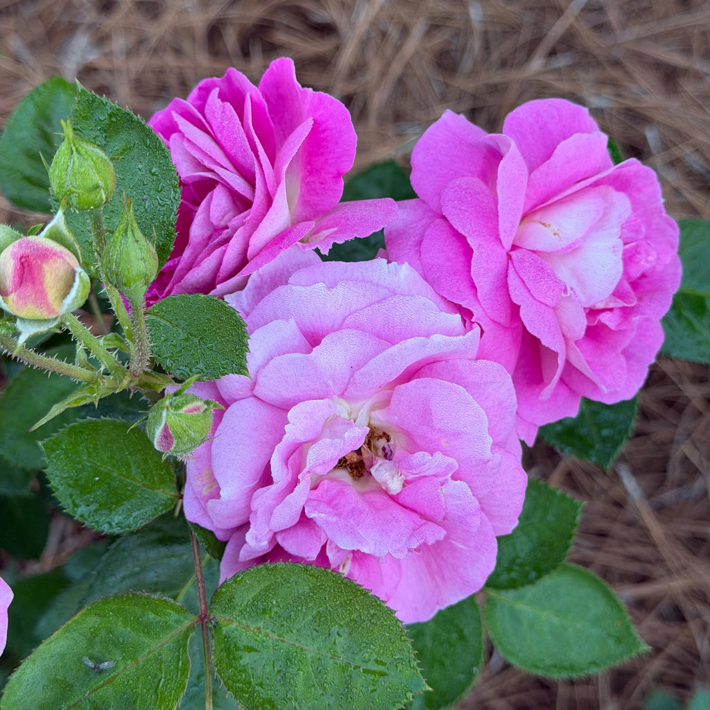 Arctic Blue™ Rose on Fortuniana Rootstock