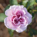 Love Song™ Floribunda Rose