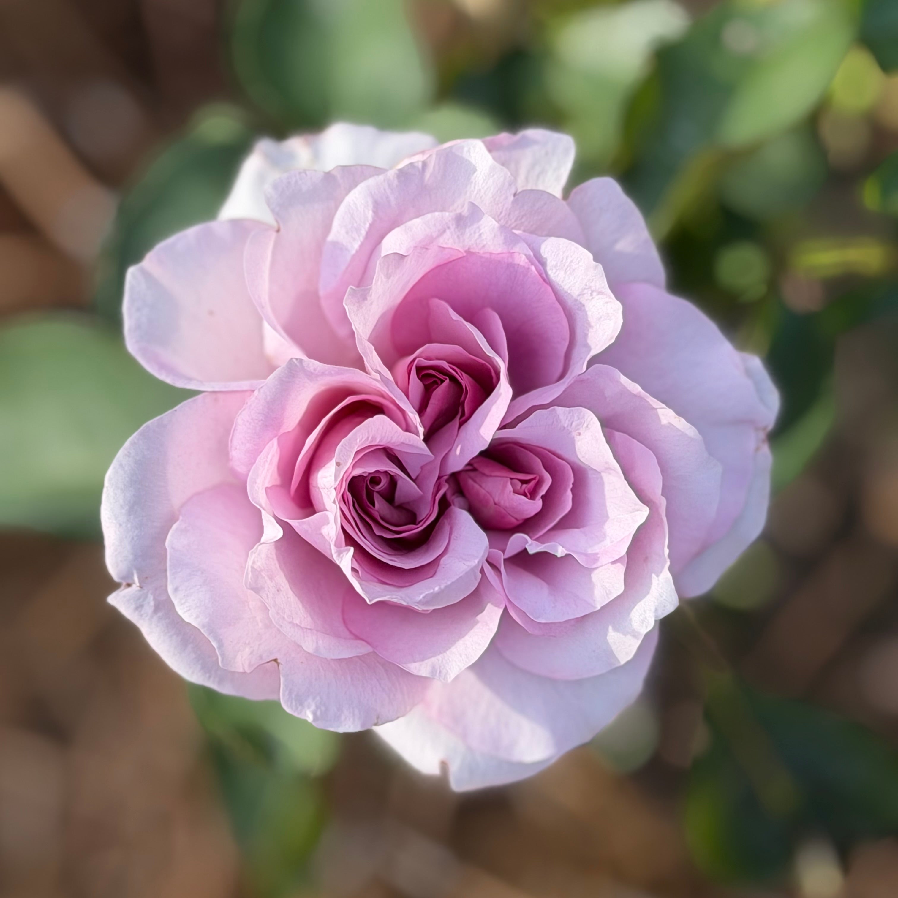 Love Song™ Floribunda Rose