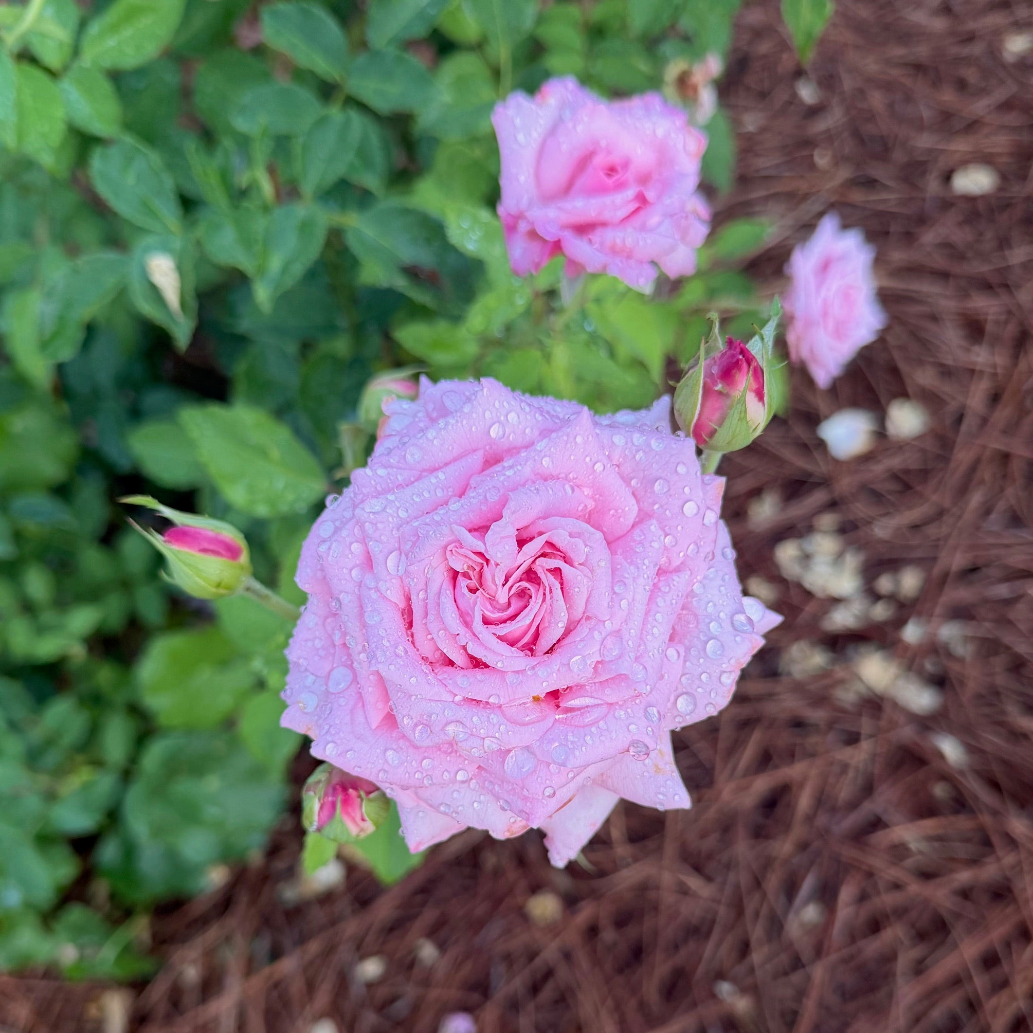 Belinda's Dream® Fortuniana Rootstock Shrub Rose – Redland Ranch Roses