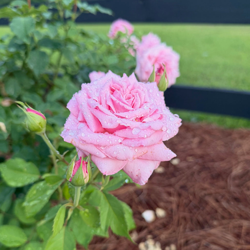 Belinda's Dream® Standard Tree Rose (7 Gallon) on Fortuniana Rootstock
