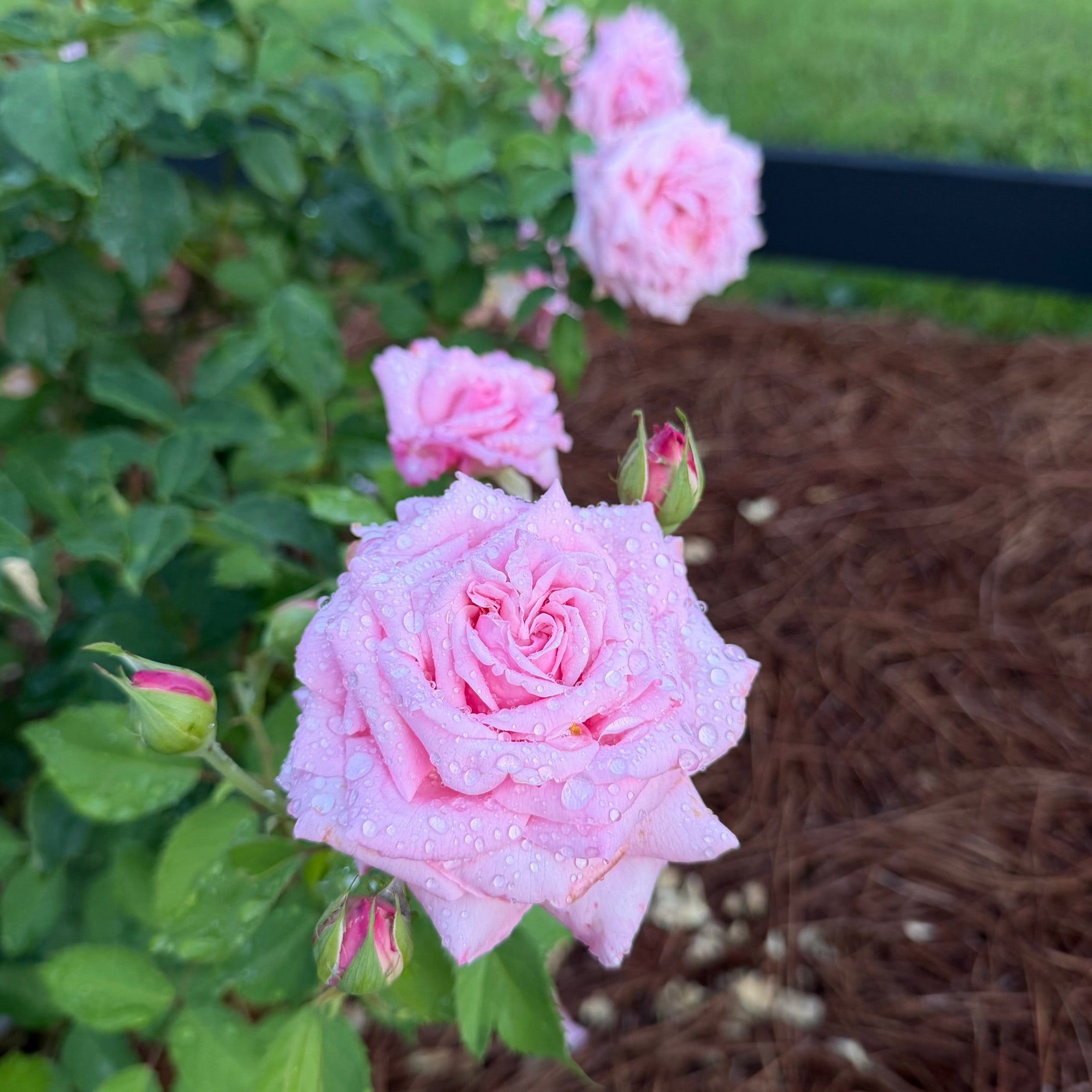 Belinda's Dream® Standard Tree Rose (7 Gallon) on Fortuniana Rootstock