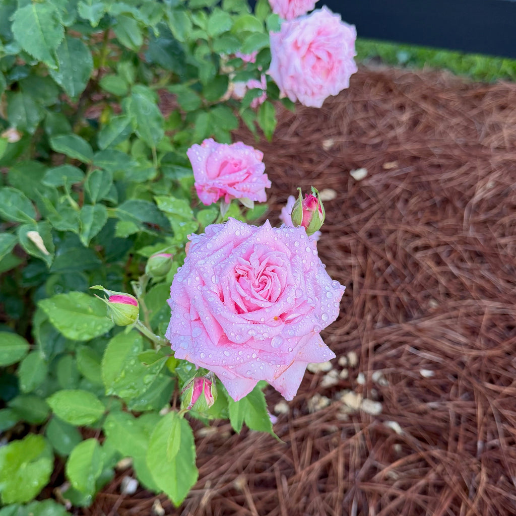 Belinda's Dream® Standard Tree Rose (7 Gallon) on Fortuniana Rootstock