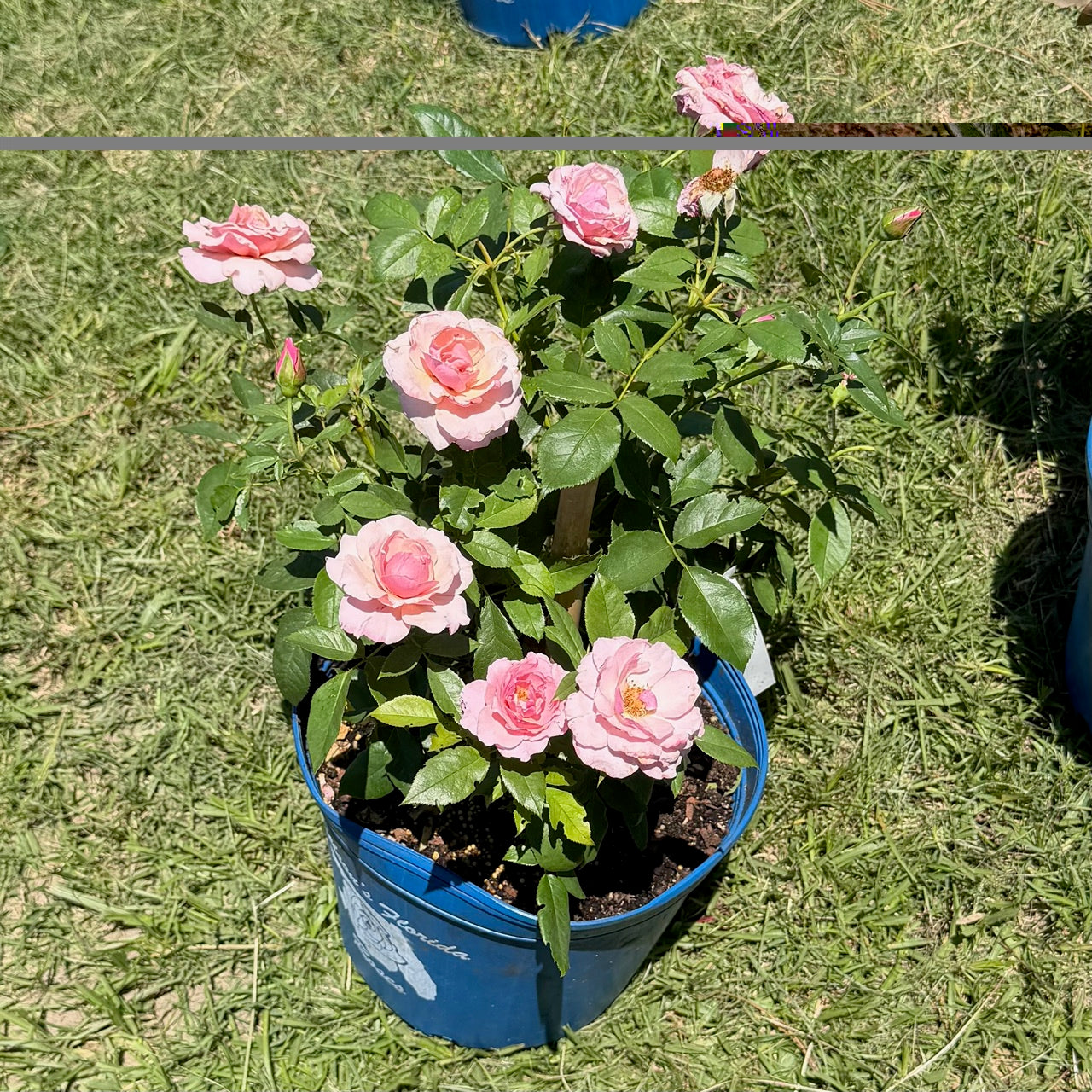 Our Lady of Guadalupe® Fortuniana Rootstock Floribunda Rose