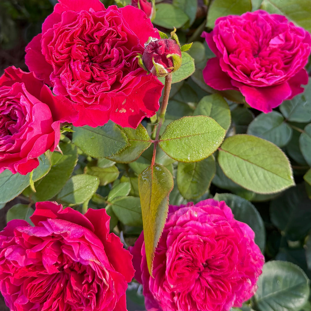 Rouge Royale® Hybrid Tea Rose