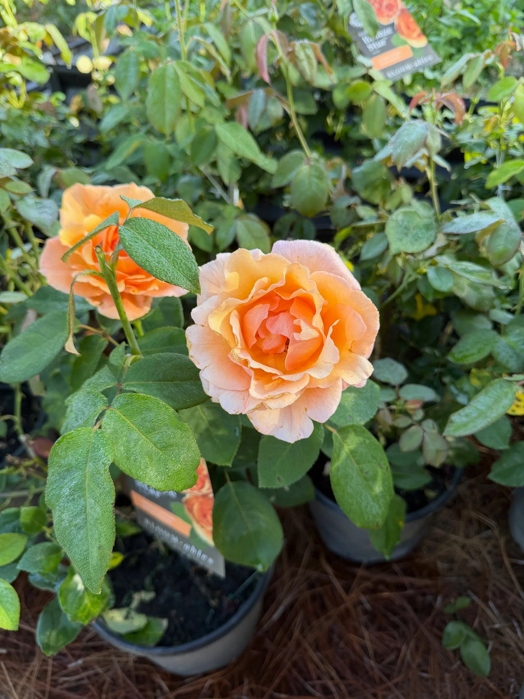 Bronze Star™ Hybrid Tea Rose