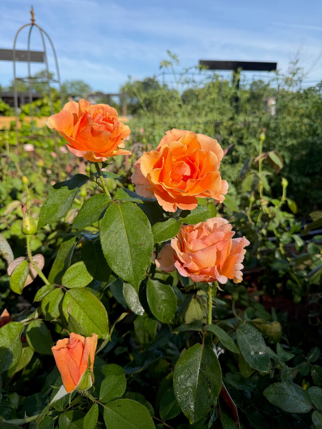 Bronze Star™ Hybrid Tea Rose