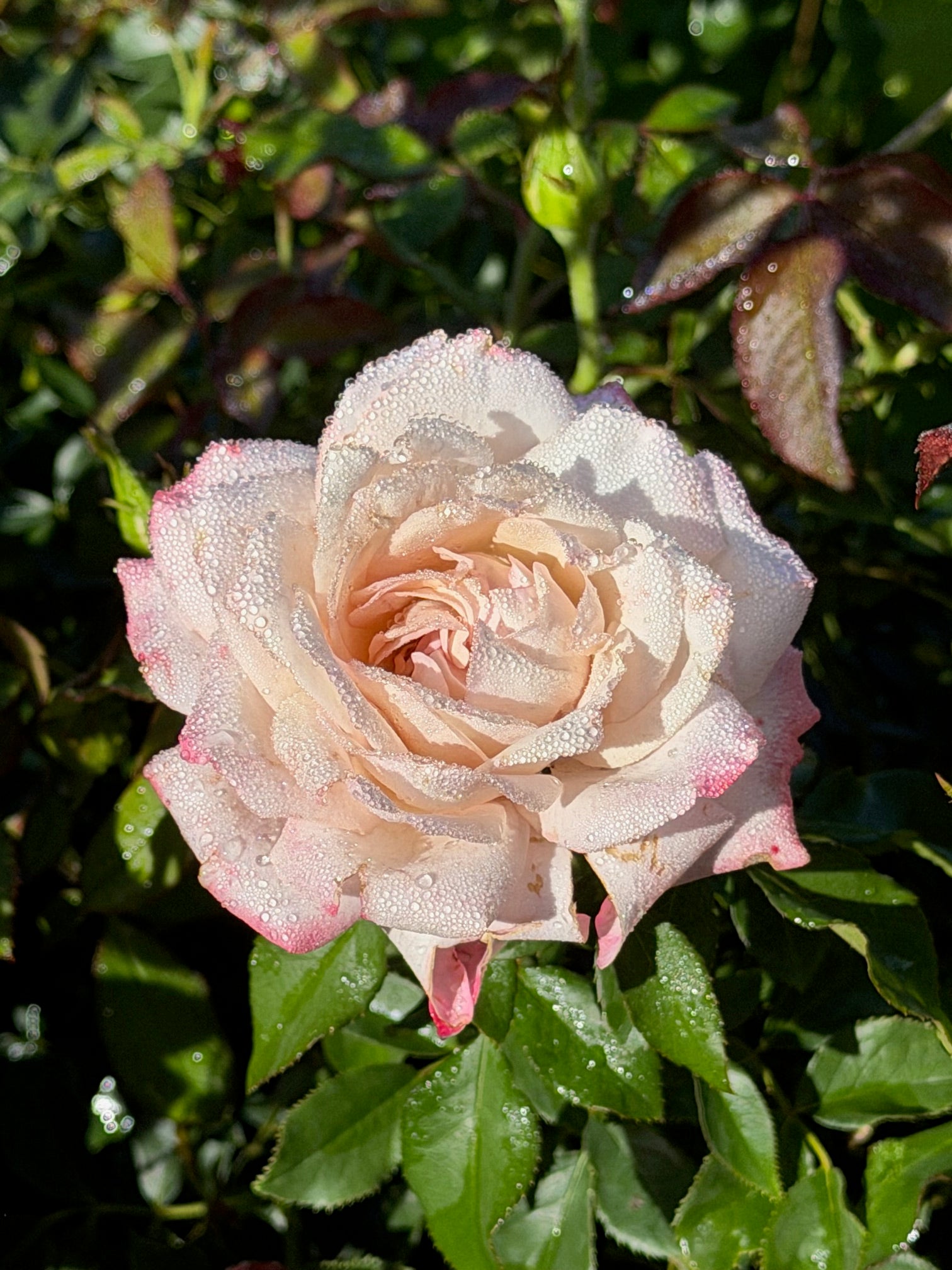 Pinkerbelle™ Hybrid Tea Rose
