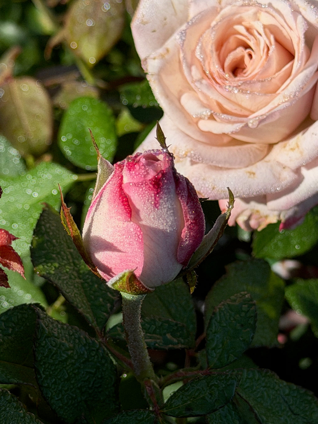 Pinkerbelle™ Hybrid Tea Rose