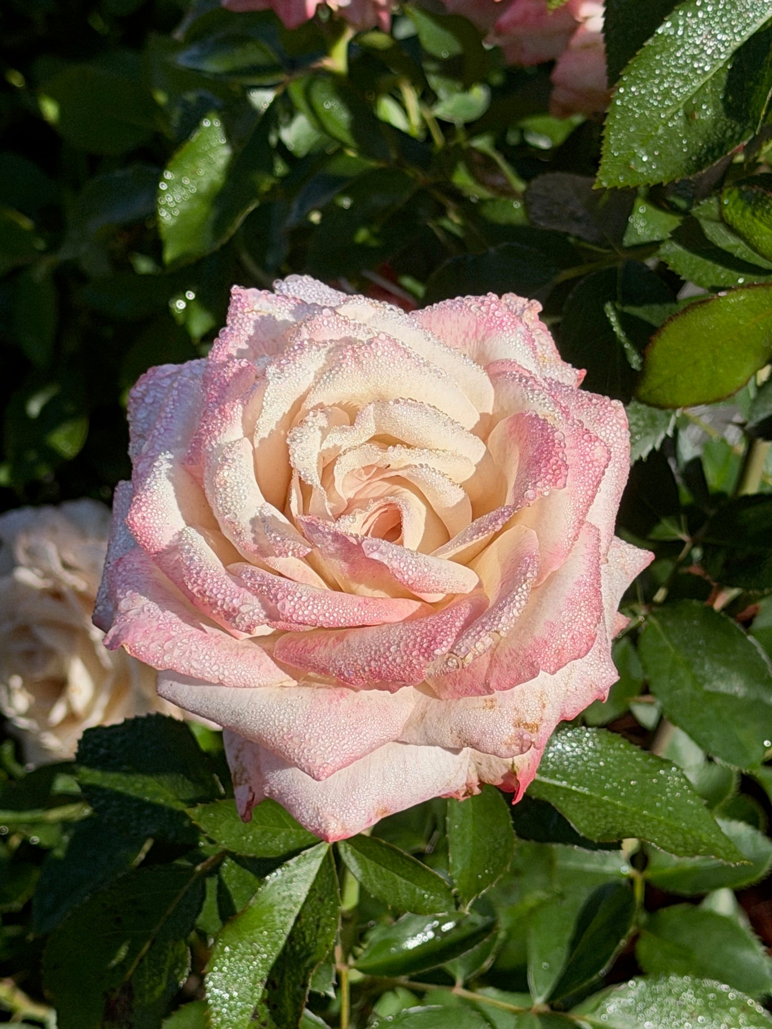 Pinkerbelle™ Hybrid Tea Rose