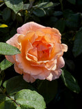 Bronze Star™ Hybrid Tea Rose