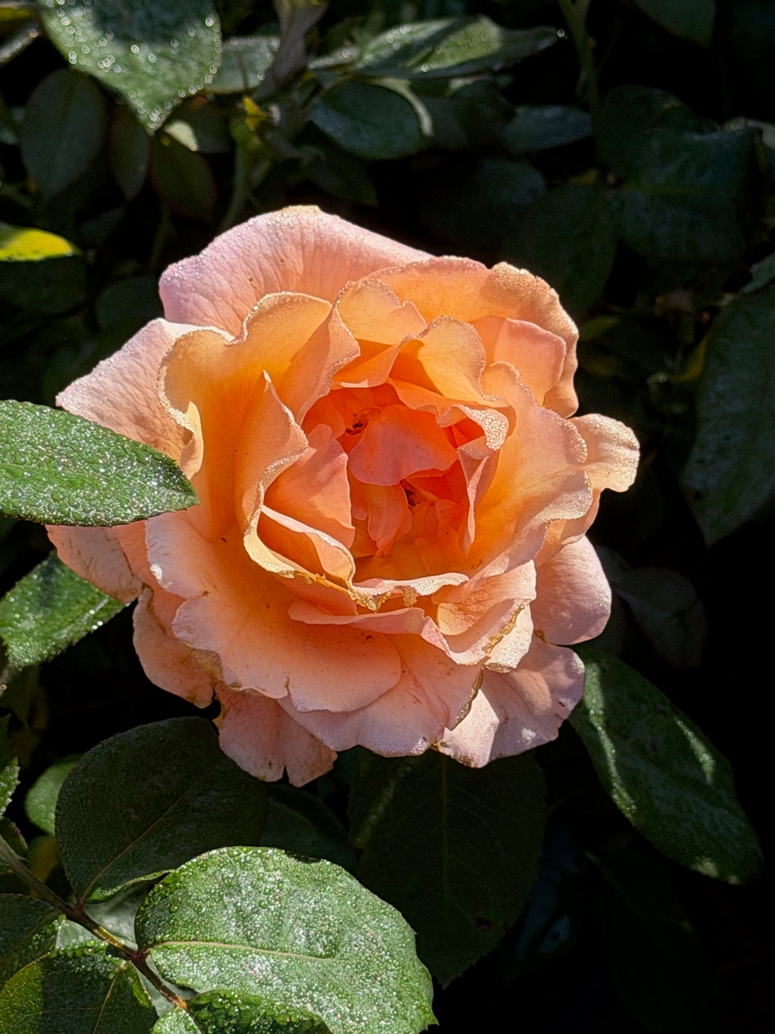Bronze Star™ Hybrid Tea Rose