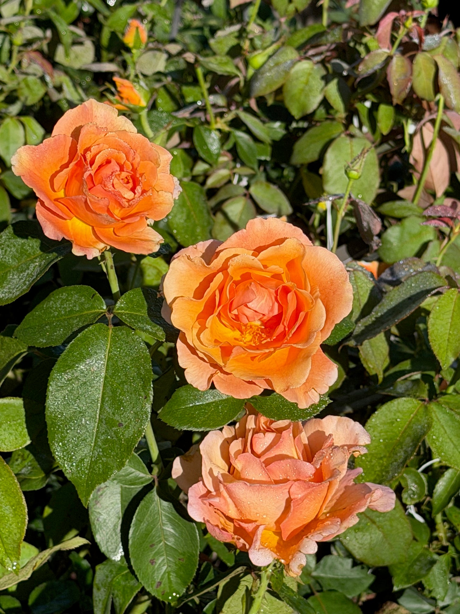 Bronze Star™ Hybrid Tea Rose