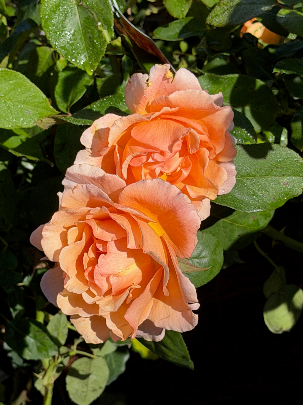 Bronze Star™ Hybrid Tea Rose