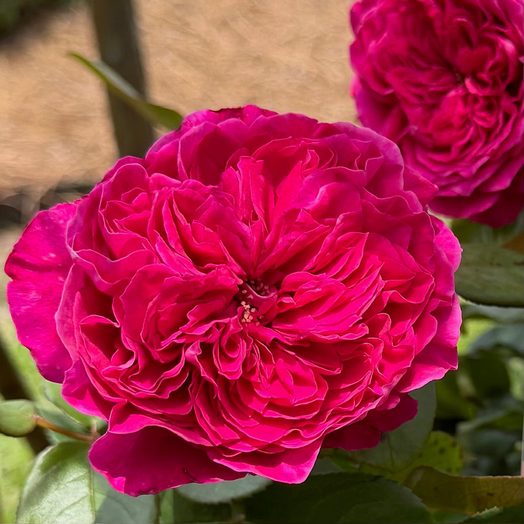 Rouge Royale® Hybrid Tea Rose
