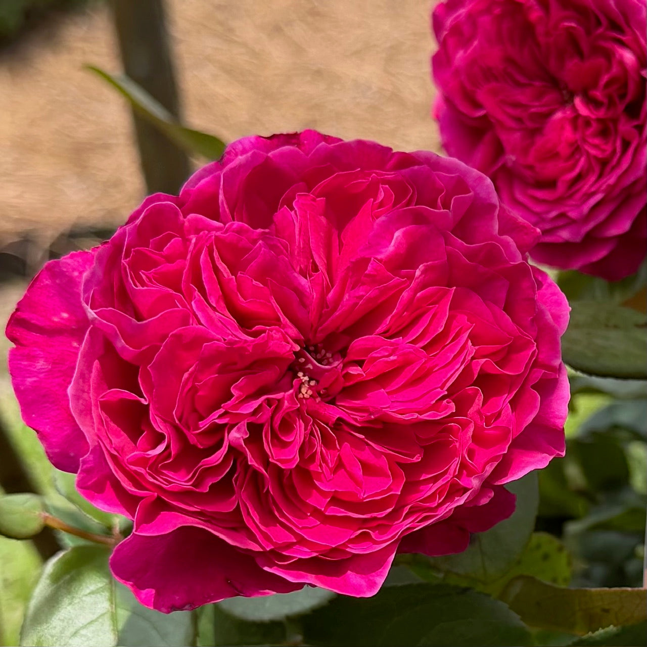 Rouge Royale® Hybrid Tea Rose