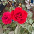 Don Juan® Fortuniana Rootstock Climbing Rose