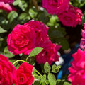 Voluptuous™ Fortuniana Rootstock Hybrid Tea Rose