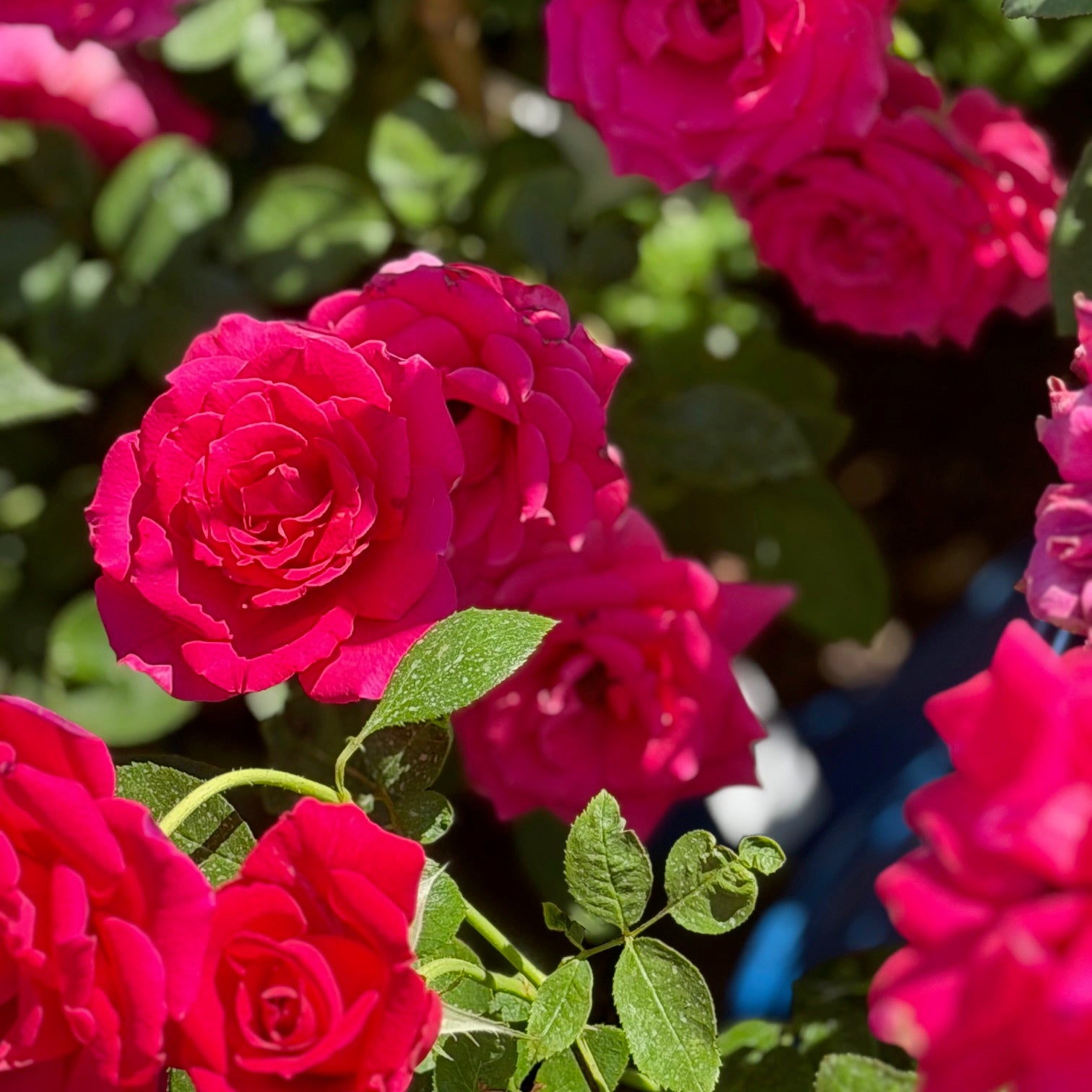 Voluptuous™ Fortuniana Rootstock Hybrid Tea Rose