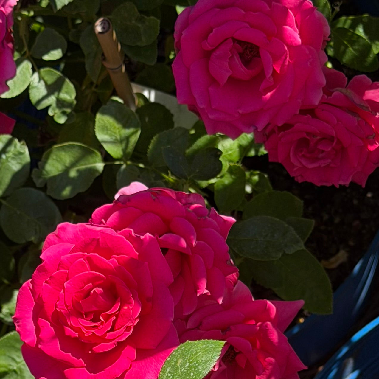 Voluptuous™ Fortuniana Rootstock Hybrid Tea Rose