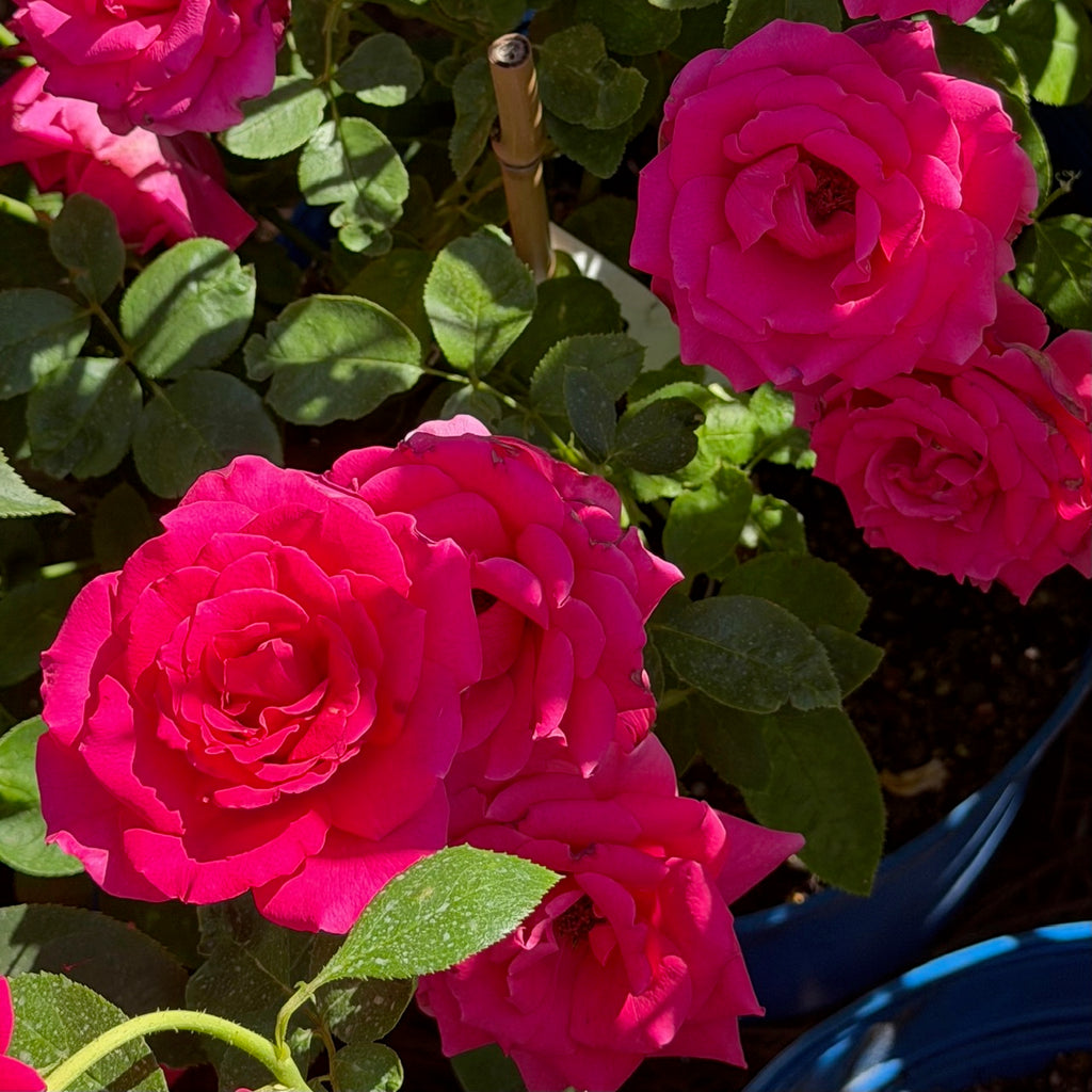 Voluptuous™ Fortuniana Rootstock Hybrid Tea Rose