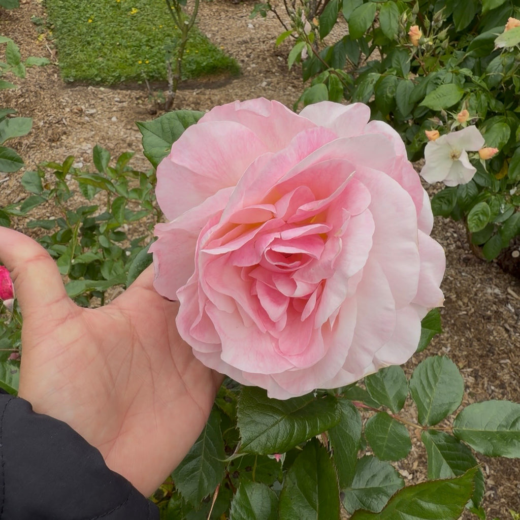 Our Lady of Guadalupe® Fortuniana Rootstock Floribunda Rose