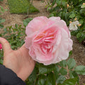 Our Lady of Guadalupe® Fortuniana Rootstock Floribunda Rose