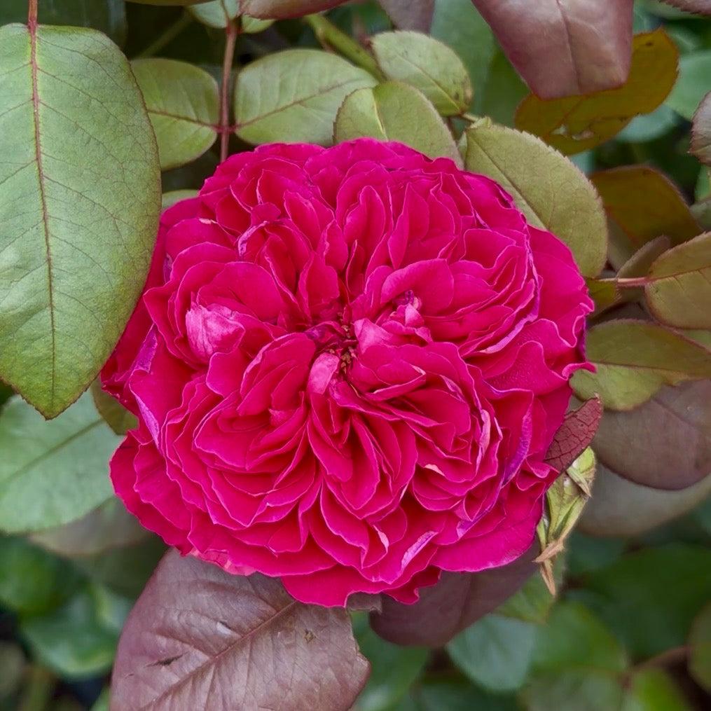 Rouge Royale® Hybrid Tea Rose