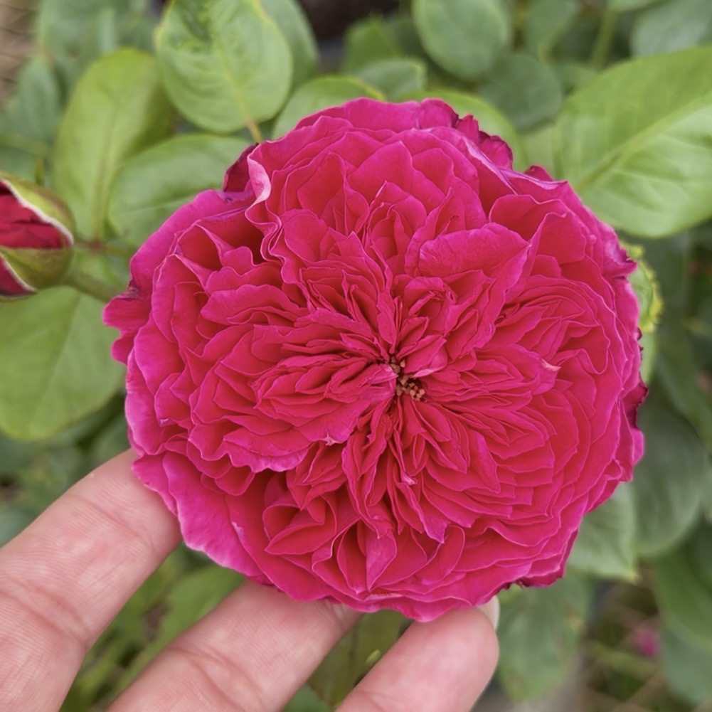 Rouge Royale® Hybrid Tea Rose