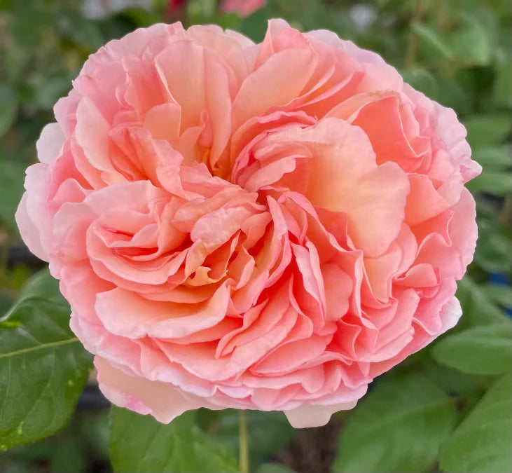 Abraham Darby® English Rose on Fortuniana Rootstock