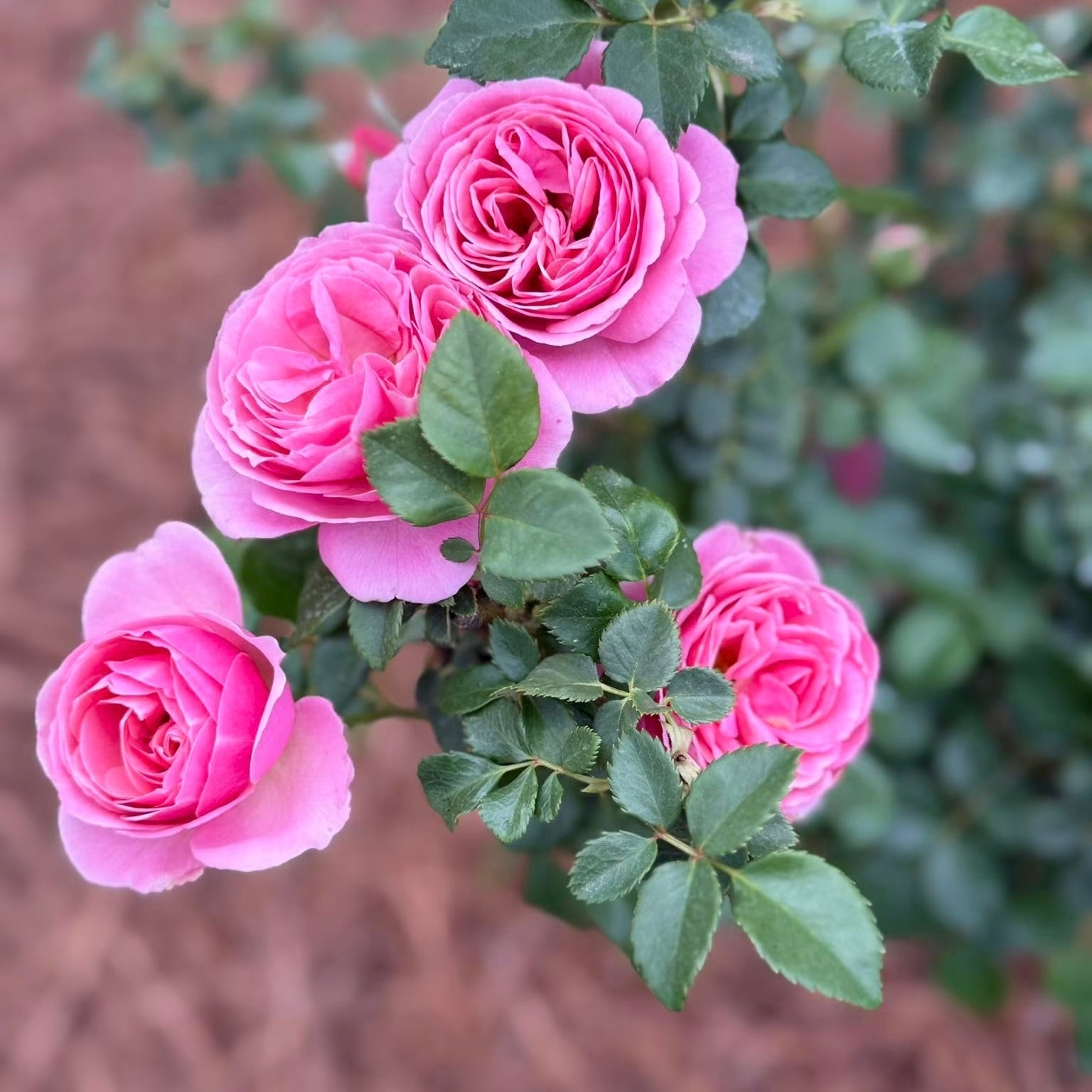 All Dressed Up™ Grandiflora Rose