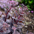 Sedum x 'Holtpupasras095'  - Puff Pastry™ Raspberry Stonecrop
