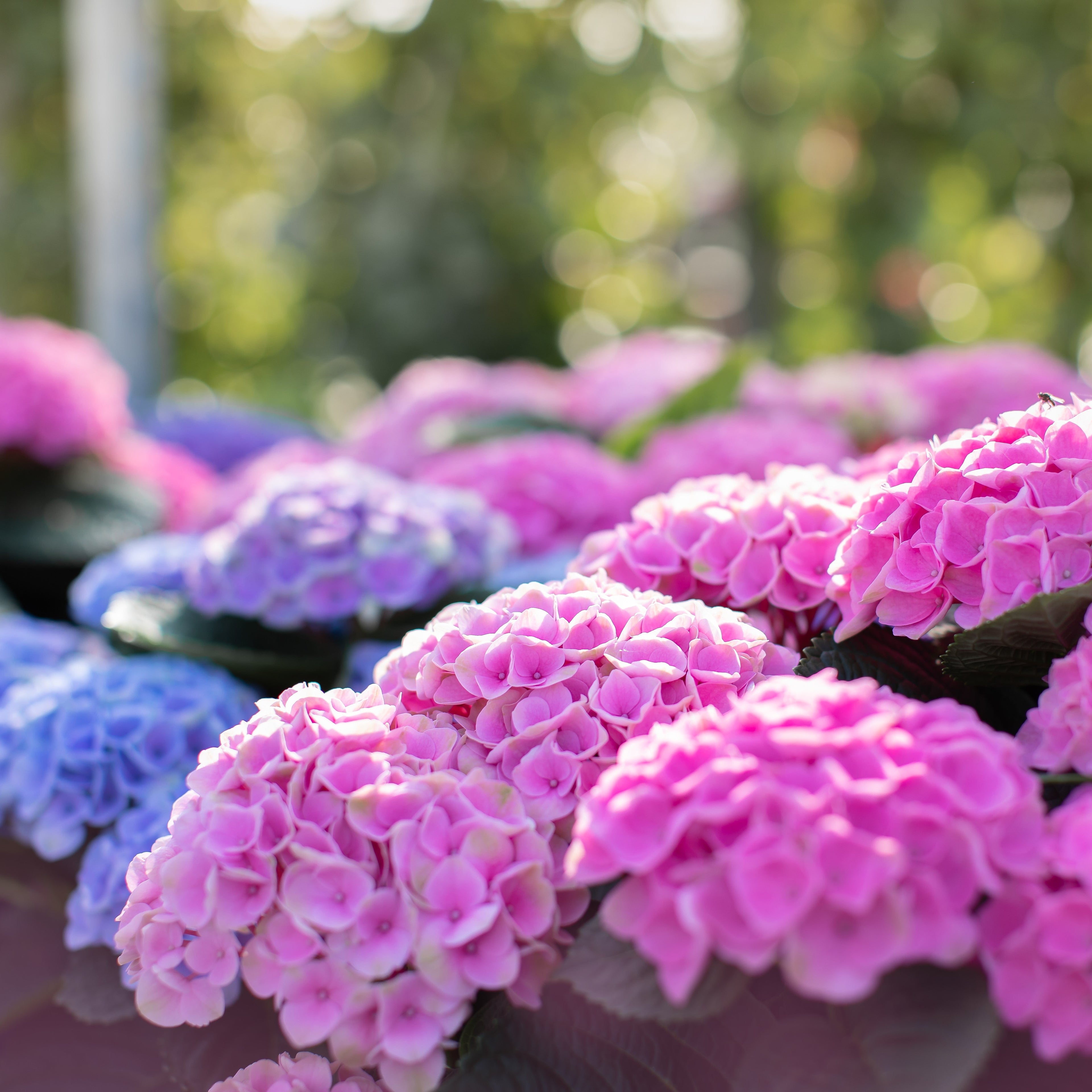Hydrangea macrophylla 'Hokomarore'  - Magical® Elizabeth Ashley Hydrangea