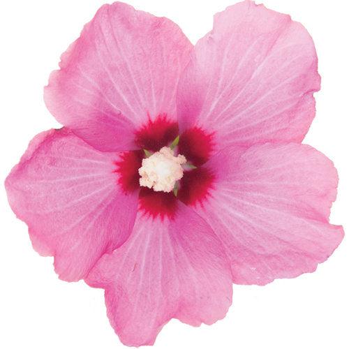 Hibiscus syriacus 'SHIMRR38'  - PW® Lil' Kim® Red Hibiscus